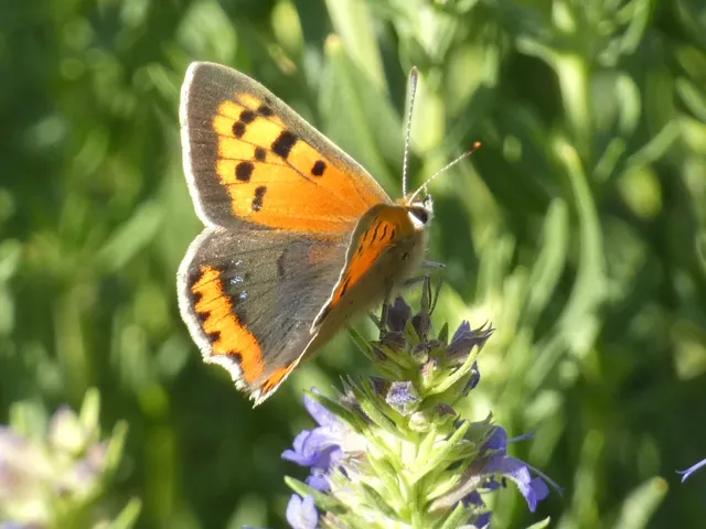 Lycaena phlaeas - közönséges tűzlepke