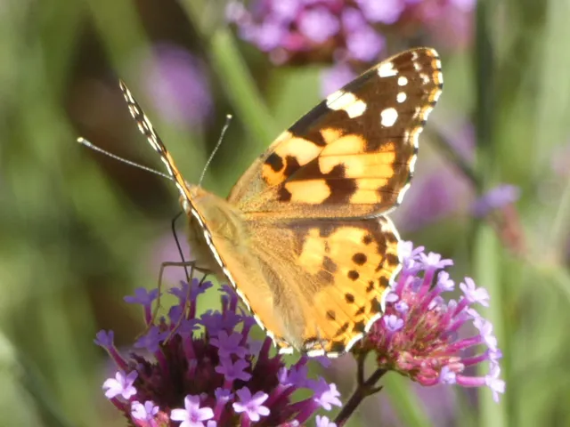 Vanessa cardui - bogáncslepke