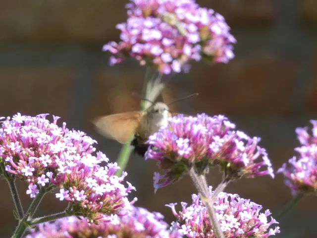 Macroglossum stellatarum - kacsafarkú szender