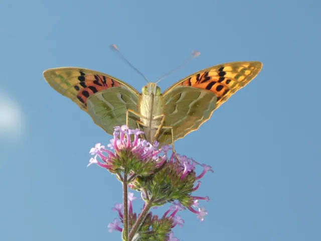 Argynnis pandora - zöldes gyöngyházlepke