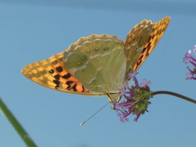 Argynnis pandora - zöldes gyöngyházlepke