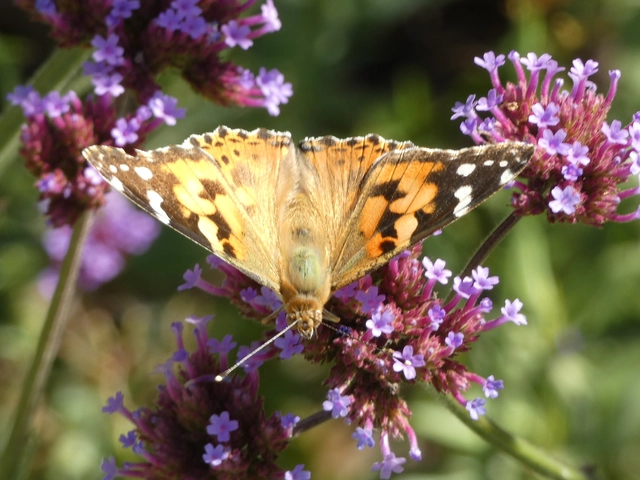 Vanessa cardui - bogáncslepke