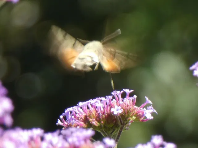 Macroglossum stellatarum - kacsafarkú szender