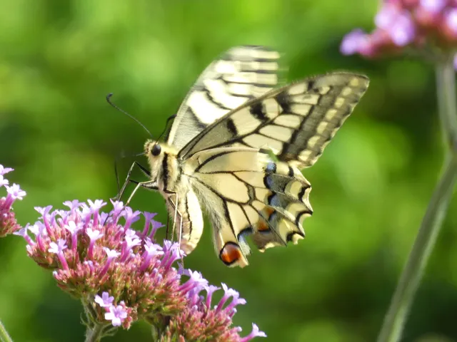 Papilio machaon - fecskefarkú lepke
