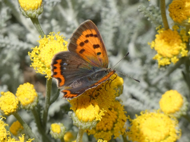Lycaena phlaeas - közönséges tűzlepke