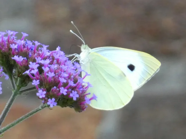 Pieris brassicae - káposztalepke