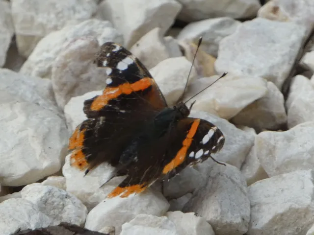 Vanessa atalanta - atalantalepke