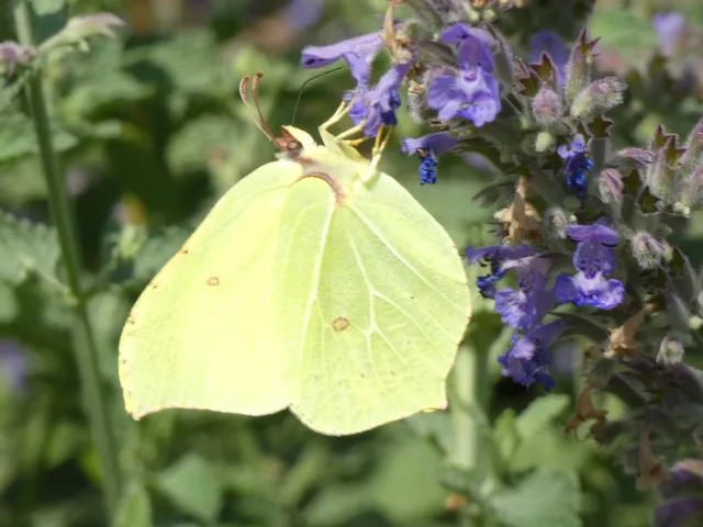 Gonepteryx rhamni - citromlepke