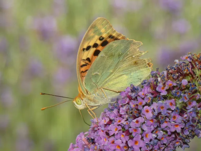Argynnis pandora - zöldes gyöngyházlepke