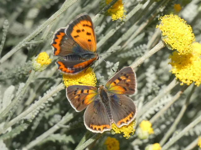 Lycaena phlaeas - közönséges tűzlepke