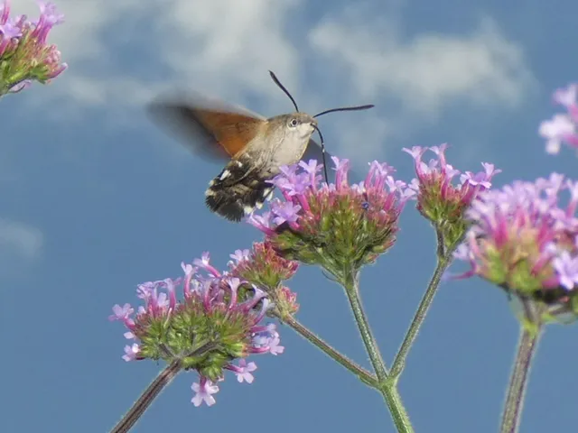 Macroglossum stellatarum - kacsafarkú szender