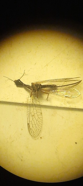 Raphidioptera - Tevenyakú-fátyolkák