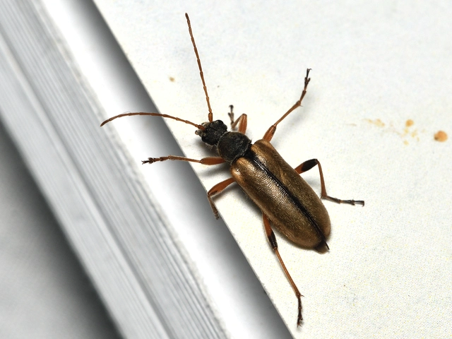 Cortodera humeralis - négyfoltos cserjecincér