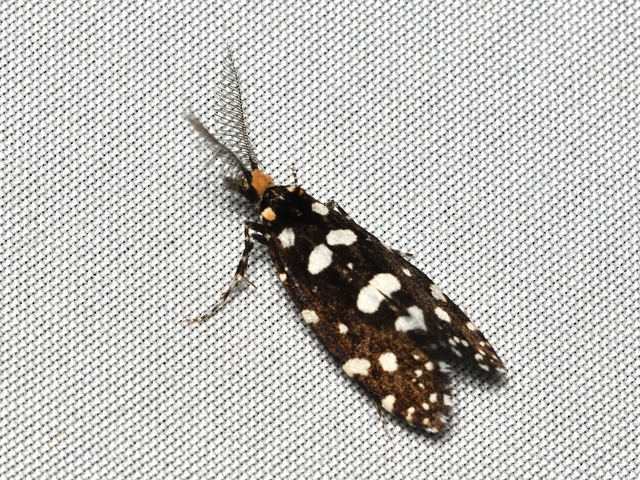 Euplocamus anthracinalis - fésűscsápú korhadékmoly