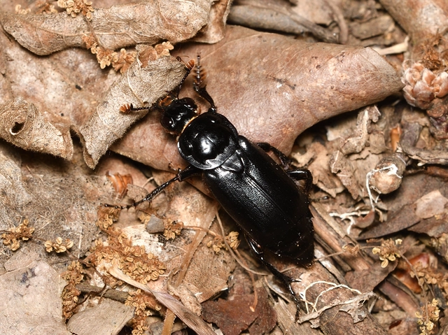 Nicrophorus humator - fekete temetőbogár