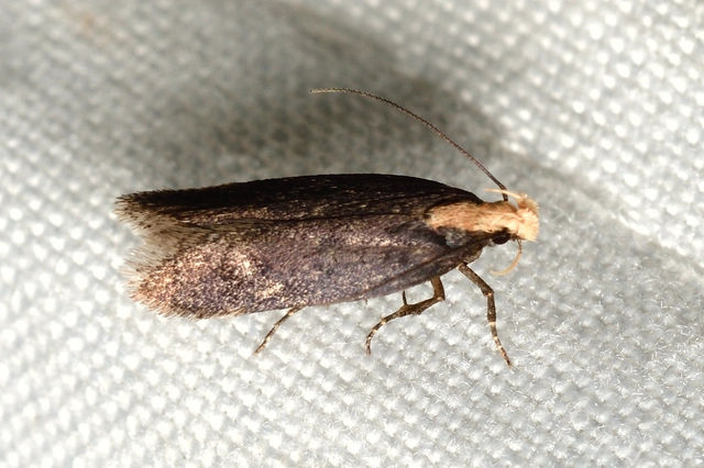 Aroga flavicomella - aranyfejű sarlósmoly