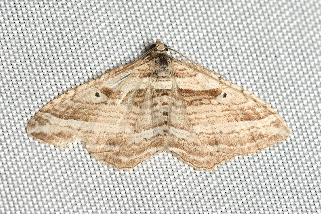 Costaconvexa polygrammata - soksávú araszoló
