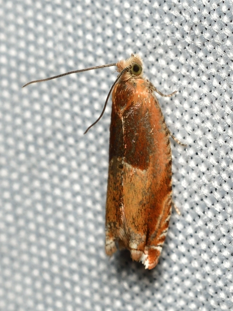 Ancylis mitterbacheriana - tölgysodró horgasmoly