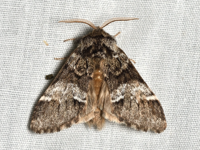 Drymonia dodonea - bélyeges púposszövő
