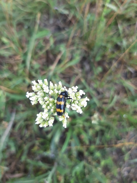 Mylabris variabilis - szalagos hólyaghúzó Mylabris variabilis - szalagos hólyaghúzó