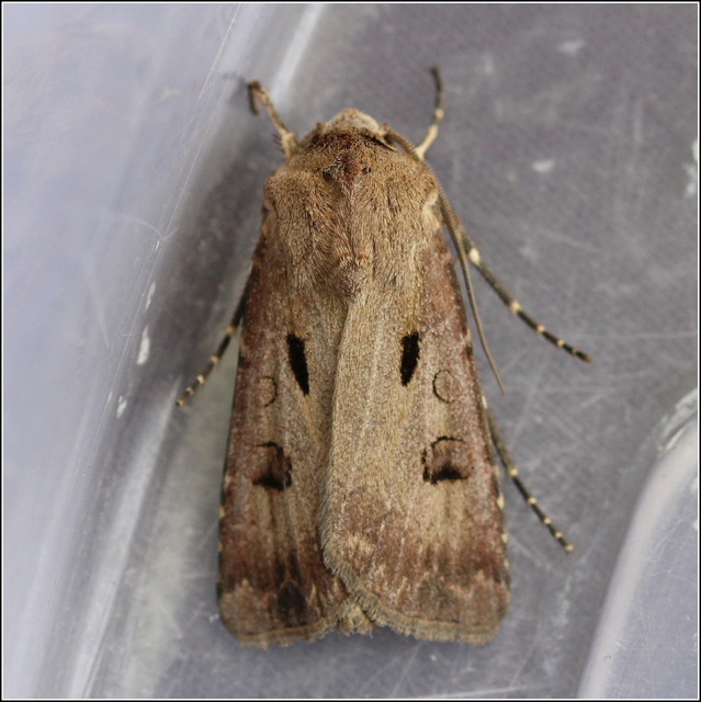 Agrotis exclamationis - felkiáltójeles földibagoly