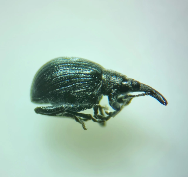 Eutrichapion punctiger - bükkönyrontó cickányormányos