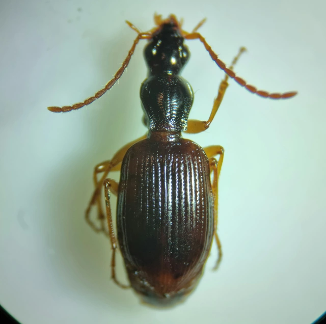Oxypselaphus obscurus - barnás kisfutó