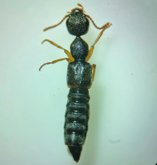 Rugilus similis - sárgalábú cérnanyakúholyva