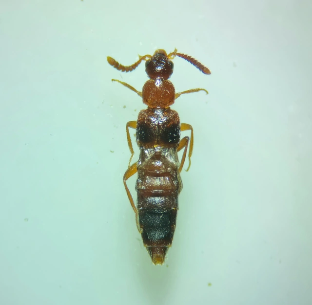 Bolitochara bella - díszes tarkaholyva