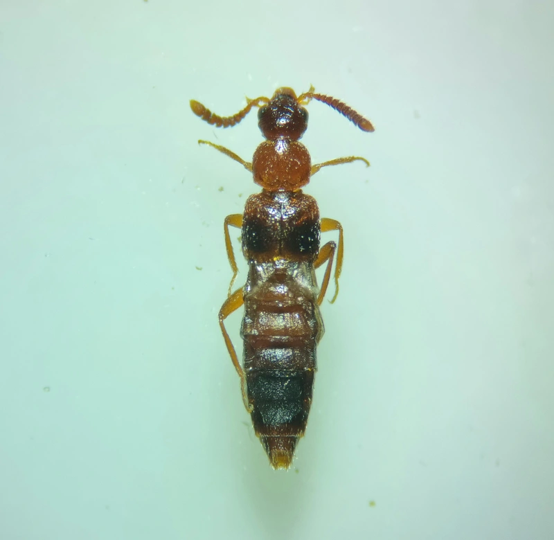 Bolitochara bella - díszes tarkaholyva
