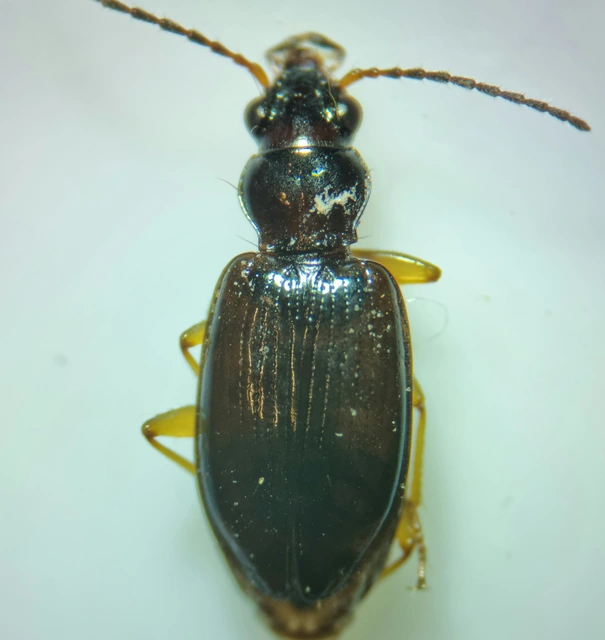 Bembidion dalmatinum - dalmát gyorsfutó