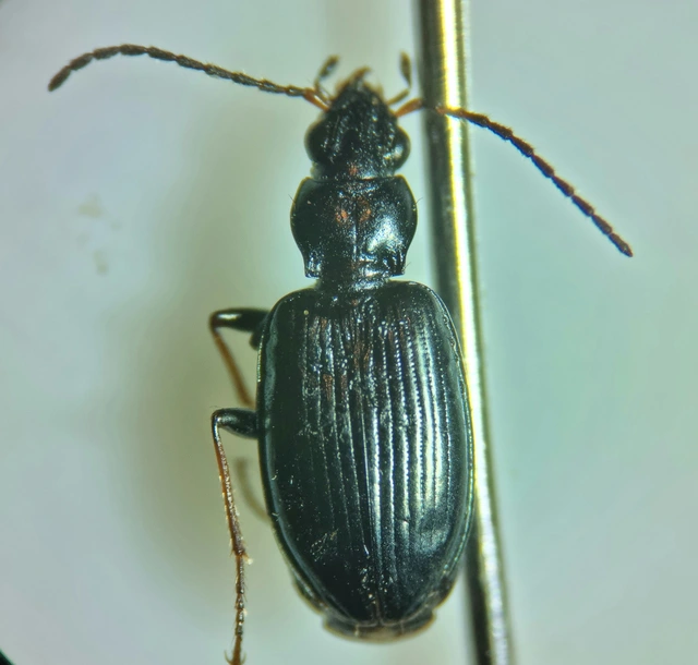 Bembidion