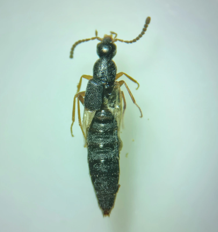 Tetralaucopora longitarsis - szúnyoglábú partfutóholyva