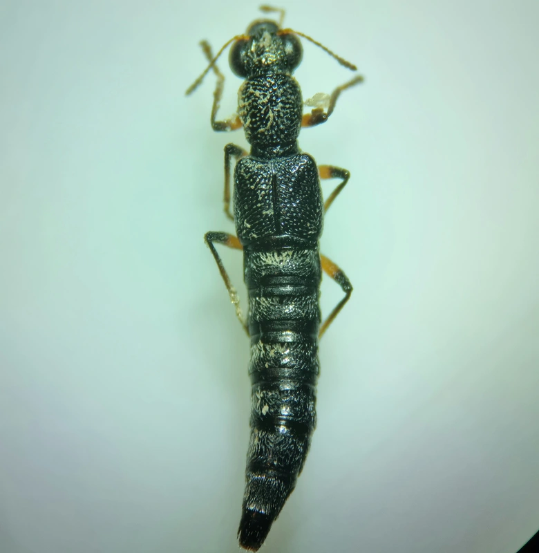 Stenus cicindeloides - patakjáró szemesholyva
