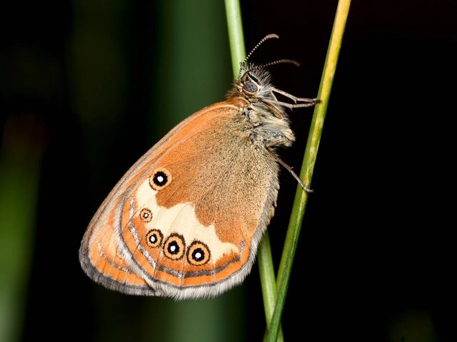 Coenonympha arcania - fehéröves szénalepke