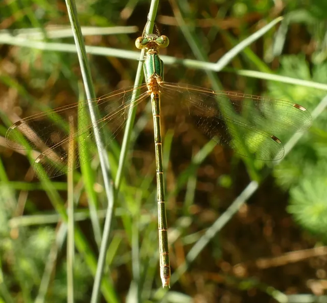 Lestes barbarus - foltosszárnyjegyű rablószitakötő