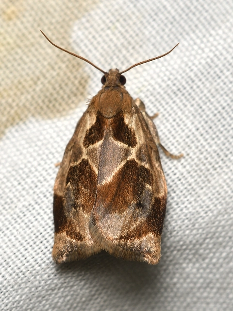Archips crataegana - cseresznyeilonca