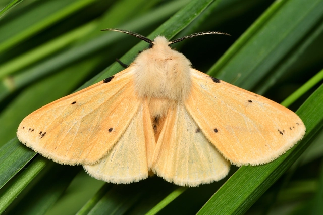 Spilarctia lutea - sárgás medvelepke