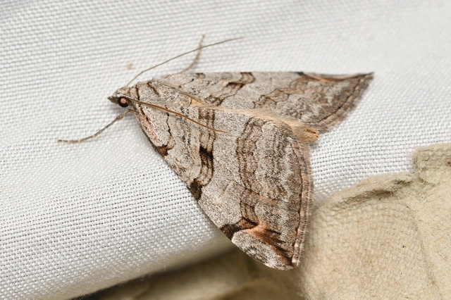 Aplocera plagiata - szürke csíkosaraszoló