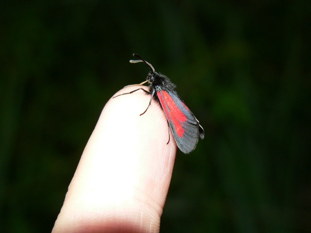 Zygaena brizae - magyar csüngőlepke