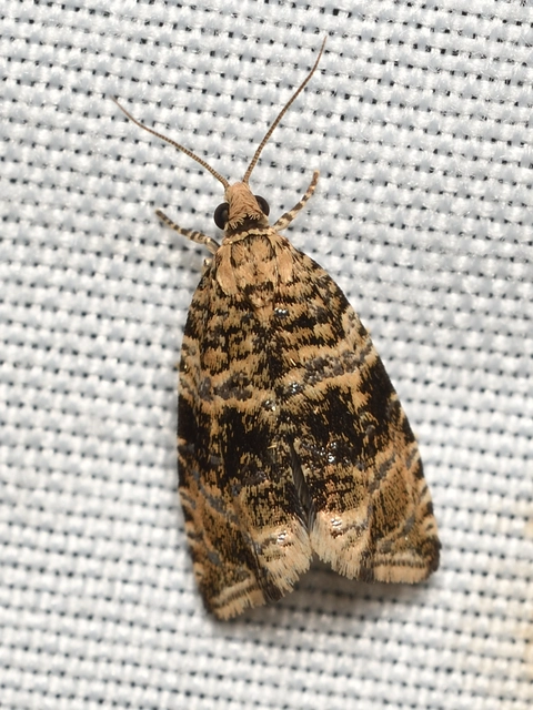 Celypha lacunana - vízparti tükrösmoly