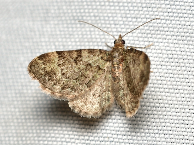Pasiphila chloerata - hamvas törpearaszoló