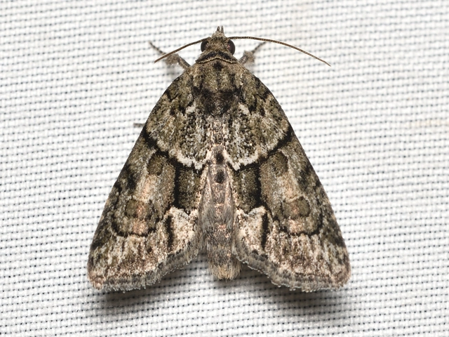 Cryphia fraudatricula - homoki zuzmóbagoly