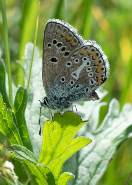 Eumedonia eumedon - gólyaorr-boglárka