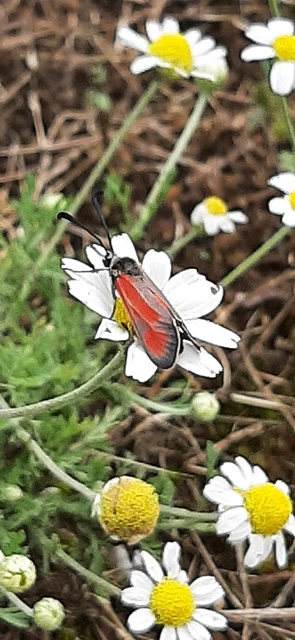 Zygaena punctum - pettyes csüngőlepke