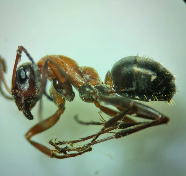 Formica rufibarbis - vörös rabszolgahangya