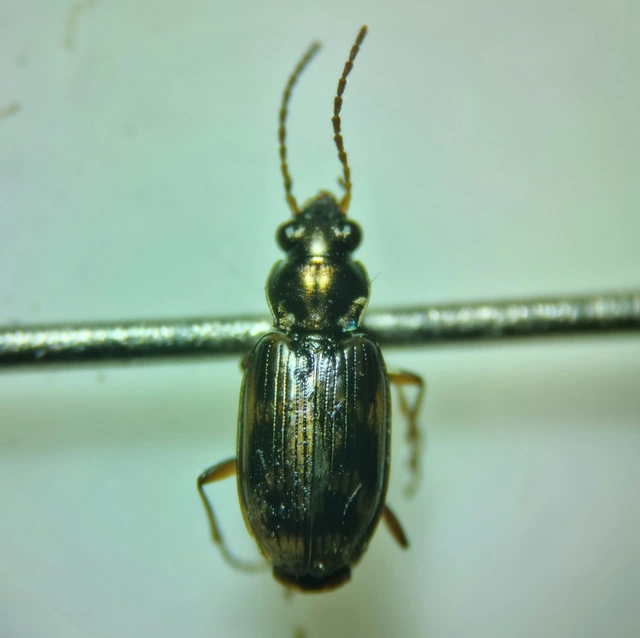 Bembidion varium - rajzos gyorsfutó
