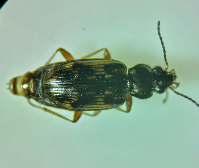 Bembidion varium - rajzos gyorsfutó