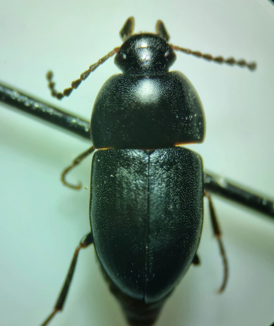 Crypticus quisquilius - fürge gyászbogár