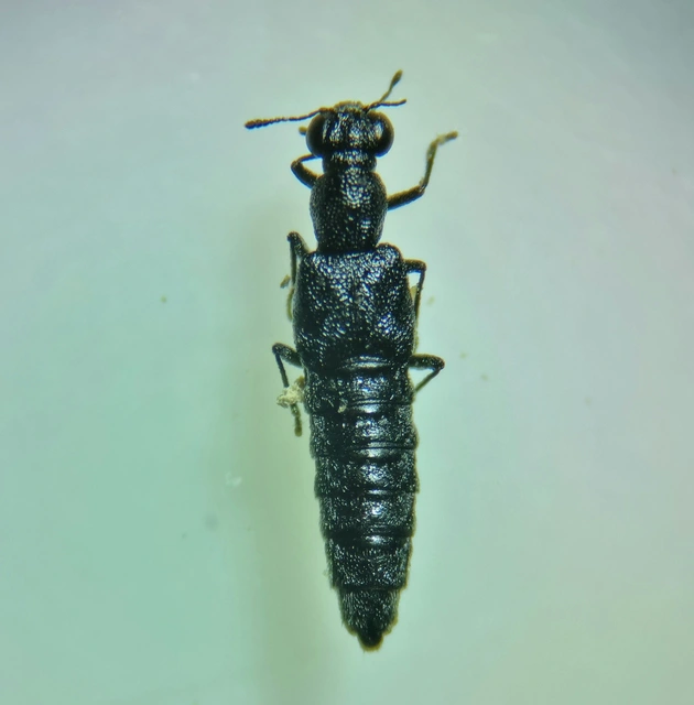 Stenus incrassatus - vaskos szemesholyva Stenus incrassatus - vaskos szemesholyva